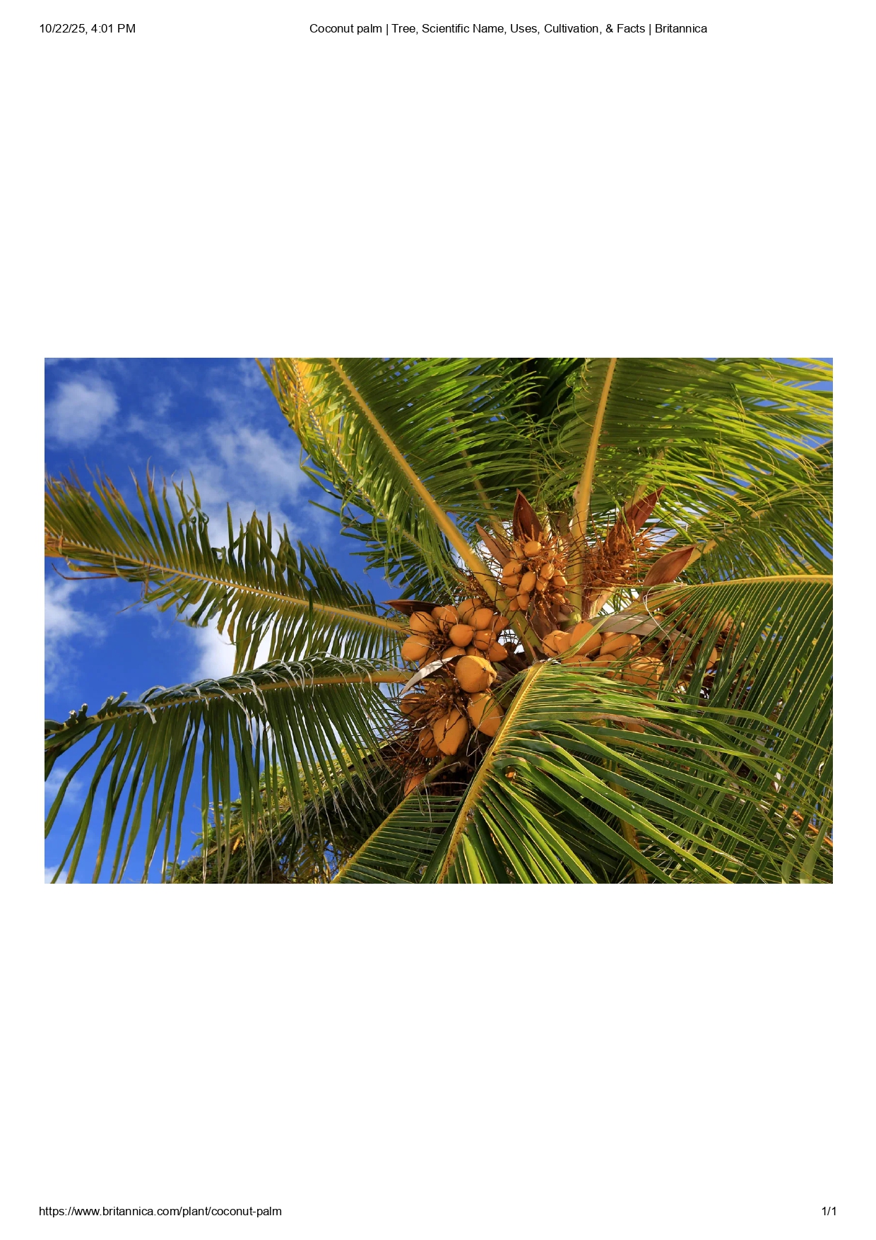 Coconut Tree Farm